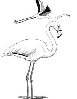 大红鹳 / Greater Flamingo / Phoenicopterus roseus
