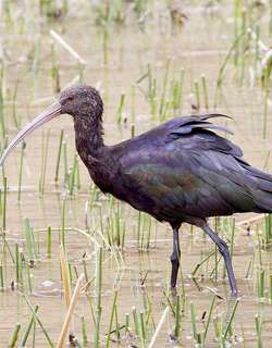 秘鲁彩鹮 / Puna Ibis / Plegadis ridgwayi