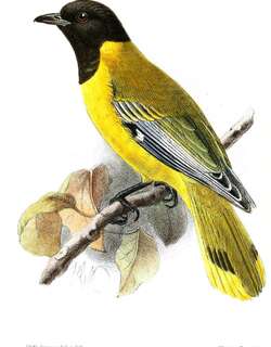 黑头林黄鹂 / Ethiopian Oriole / Oriolus monacha