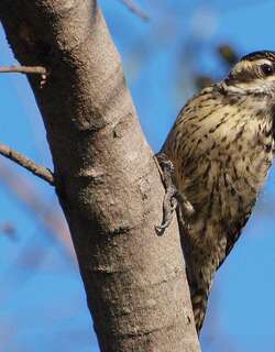 格斑啄木鸟 / Checkered Woodpecker / Veniliornis mixtus