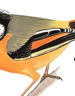 金胸雀鹛 / Golden-breasted Fulvetta / Lioparus chrysotis