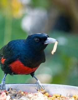 绯胸黄鹂 / Black-and-crimson Oriole / Oriolus cruentus