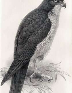 白颊鹰 / Meyer’s Goshawk / Accipiter meyerianus