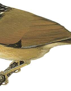 黑顶雀鹛 / Black-crowned Fulvetta / Schoeniparus klossi