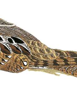 耳夜鹰 / Eared Poorwill / Nyctiphrynus mcleodii