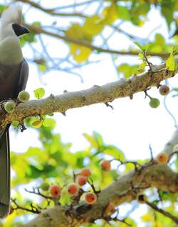 裸脸灰蕉鹃 / Bare-faced Go-away-bird / Corythaixoides personatus