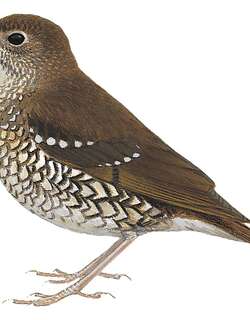 圣岛地鸫 / Makira Thrush / Zoothera margaretae