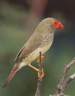 星雀 / Star Finch / Bathilda ruficauda