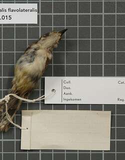扇尾噪刺莺 / Fan-tailed Gerygone / Gerygone flavolateralis