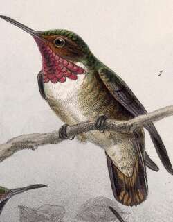 辉喉煌蜂鸟 / Glow-throated Hummingbird / Selasphorus ardens