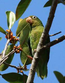 金翅斑鹦哥 / Golden-winged Parakeet / Brotogeris chrysoptera