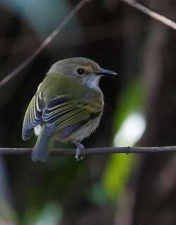 锈额哑霸鹟 / Rusty-fronted Tody-Flycatcher / Poecilotriccus latirostris