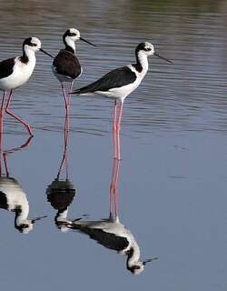 南美长脚鹬 / White-backed Stilt / Himantopus melanurus