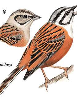 灰眉岩鹀 / Rock Bunting / Emberiza cia