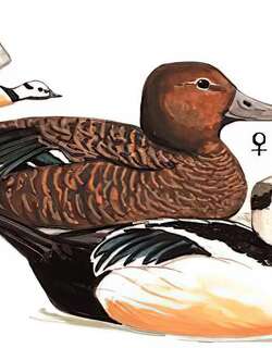 小绒鸭 / Steller’s Eider / Polysticta stelleri
