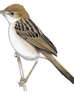 卡氏扇尾莺 / Carruthers’s Cisticola / Cisticola carruthersi