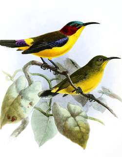 亮丽太阳鸟 / Elegant Sunbird / Aethopyga duyvenbodei