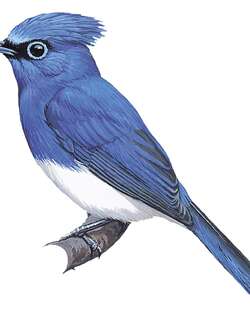 短冠王鹟 / Short-crested Monarch / Hypothymis helenae