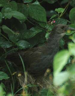 棕尾苦恶鸟 / Pale-vented Bush-hen / Amaurornis moluccana
