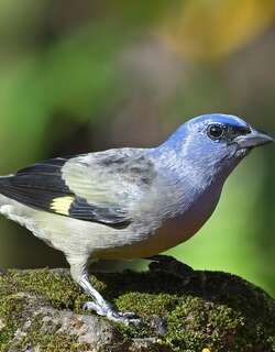 黄翅裸鼻雀 / Yellow-winged Tanager / Thraupis abbas