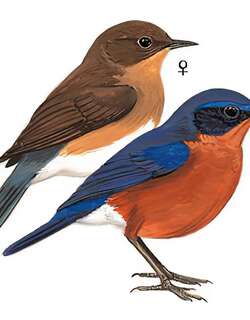 棕腹林鸲 / Rufous-breasted Bush Robin / Tarsiger hyperythrus