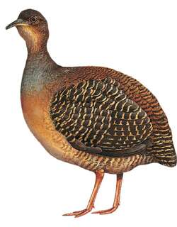 黑顶穴䳍 / Black-capped Tinamou / Crypturellus atrocapillus