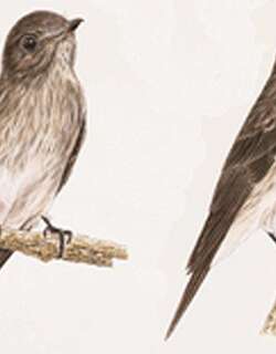 苏拉斑鹟 / Sulawesi Streaked Flycatcher / Muscicapa sodhii