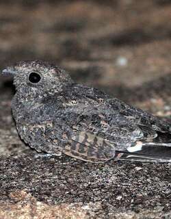 雀斑夜鹰 / Freckled Nightjar / Caprimulgus tristigma