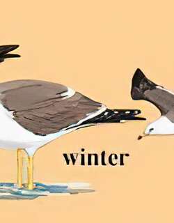 黑尾鸥 / Black-tailed Gull / Larus crassirostris