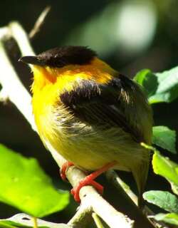 橙领娇鹟 / Orange-collared Manakin / Manacus aurantiacus