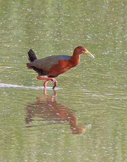 棕颈林秧鸡 / Rufous-necked Wood Rail / Aramides axillaris