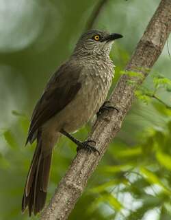 非洲褐鸫鹛 / Brown Babbler / Turdoides plebejus