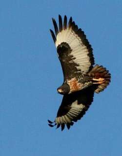 暗棕鵟 / Jackal Buzzard / Buteo rufofuscus