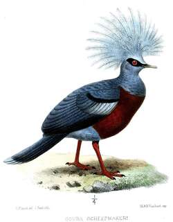 紫胸凤冠鸠 / Scheepmaker’s Crowned Pigeon / Goura scheepmakeri