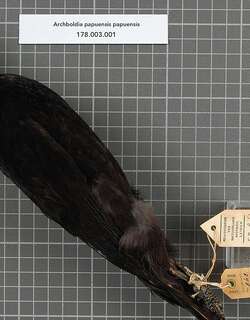 阿氏园丁鸟 / Archbold’s Bowerbird / Archboldia papuensis