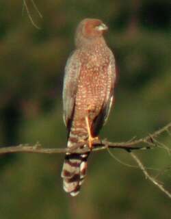 斑鹞 / Spotted Harrier / Circus assimilis