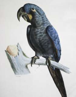 灰绿金刚鹦鹉 / Glaucous Macaw / Anodorhynchus glaucus