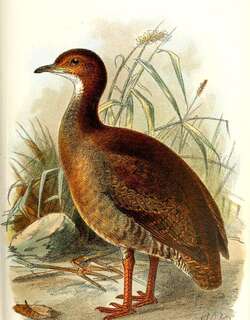 红脚穴䳍 / Red-legged Tinamou / Crypturellus erythropus