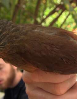 纵纹树猎雀 / Striped Treehunter / Thripadectes holostictus