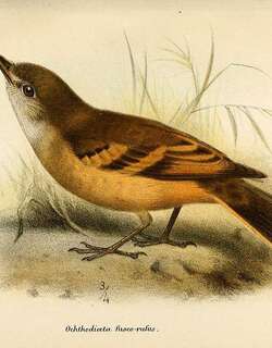 棕腹丛霸鹟 / Rufous-bellied Bush Tyrant / Myiotheretes fuscorufus
