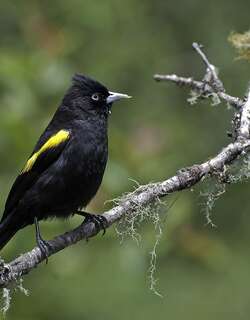 金翅酋长鹂 / Golden-winged Cacique / Cacicus chrysopterus