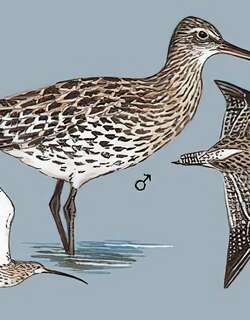 白腰杓鹬 / Eurasian Curlew / Numenius arquata