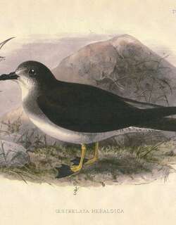 信使圆尾鹱 / Herald Petrel / Pterodroma heraldica