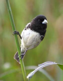 道氏食籽雀 / Dubois’s Seedeater / Sporophila ardesiaca