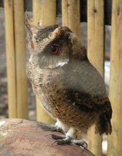埃氏角鸮 / Everett’s Scops Owl / Otus everetti