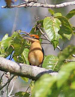 冠翡翠 / Cinnamon-banded Kingfisher / Todiramphus australasia