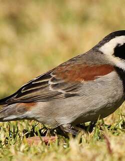南非麻雀 / Cape Sparrow / Passer melanurus