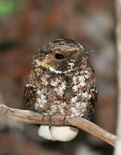 波多黎各夜鹰 / Puerto Rican Nightjar / Antrostomus noctitherus
