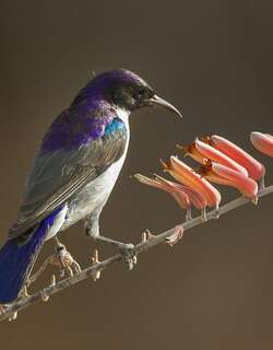 东紫背食蜜鸟 / Eastern Violet-backed Sunbird / Anthreptes orientalis