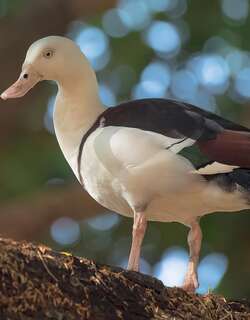 白腹麻鸭 / Raja Shelduck / Radjah radjah